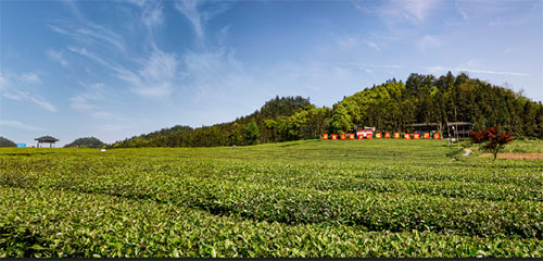 凝心聚力 理想华莱打造中国茶产业的世界品牌