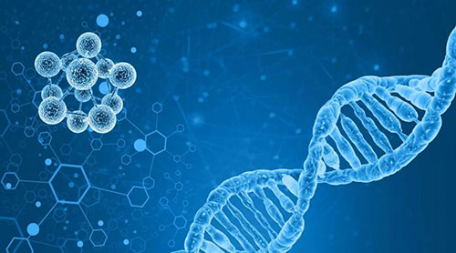 双迪|免疫力低下 北大研究：核苷酸或可帮忙插图