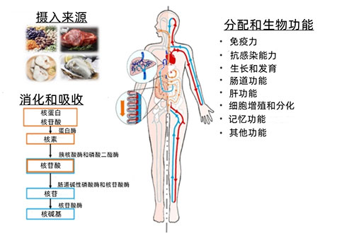双迪|免疫力低下 北大研究：核苷酸或可帮忙插图1