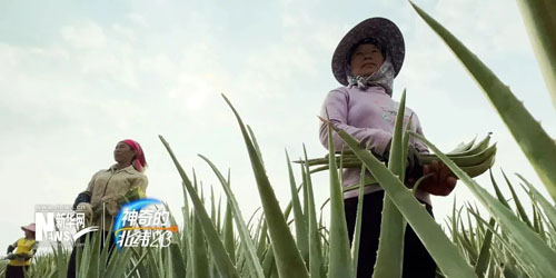 走进完美芦荟种植基地 《神奇的北纬》发布(图3)